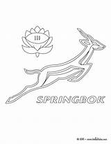 Springbok Colorear Afrique Colouring Desenho Blason 9u9 M9n Hellokids 1060 Equipo Logotipo sketch template
