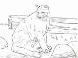 Coloring Pages Mountain Cougar Lion Sitting Printable Panther Florida Print Supercoloring Color Drawing Main Skip sketch template