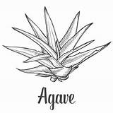 Agave Syrup Cactus Clipground sketch template