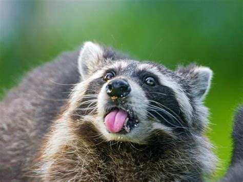 cute raccoon wallpapers top  cute raccoon backgrounds