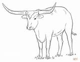 Longhorn Longhorns Cattle Supercoloring Alamo Getcolorings Getdrawings sketch template
