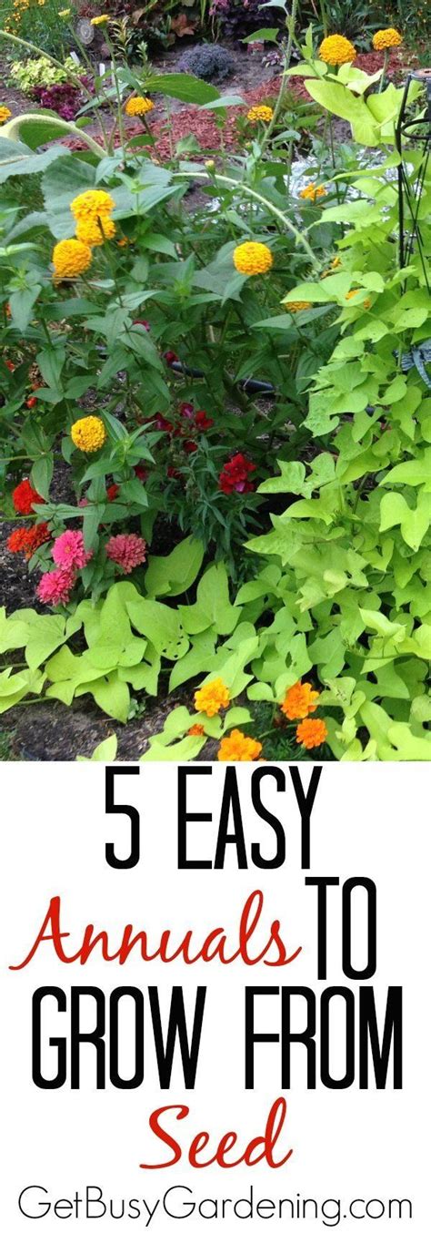13 Easy Annual Flowers To Grow From Seed Get Busy