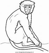 Monos Scimmia Mono Affen Aullador Monkey Niños Gorilas Scimmie Anipedia Orangutanes Tiere Pintados Chachipedia Malvorlage Kategorien Animados Disegnidacoloraregratis sketch template