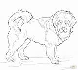 Coloring Poodle Pages Toy Pinscher Miniature Mastiff Getdrawings Getcolorings French Colorings Shepherd German Puppy sketch template