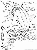 Shark Coloring Thresher Getcolorings Pages Printable sketch template