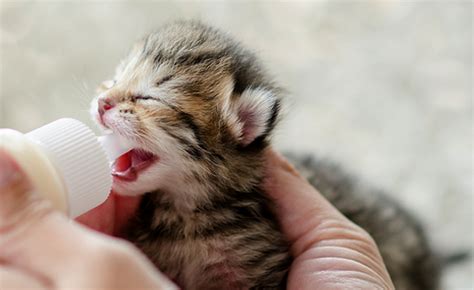 5 health tips about cats kittens and cow s milk catster