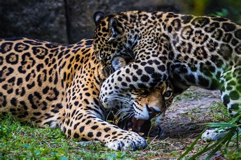 jaguars   royalimageryjax  deviantart