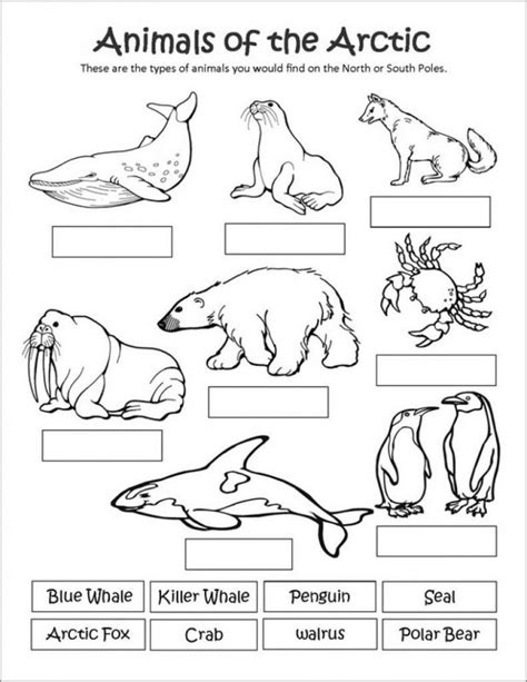 arctic animals coloring pages coloringbay