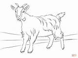 Coloring Goat Pages Cute Printable Popular sketch template