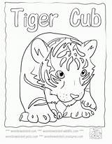Coloring Orioles Tiger Pages Baltimore Popular Baby sketch template