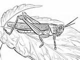 Locust Heuschrecke Locusts Plague Elk Amerikanische Ausmalbild Colouring sketch template