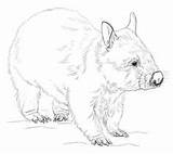 Wombat Coloring Getcolorings Felt Funny sketch template