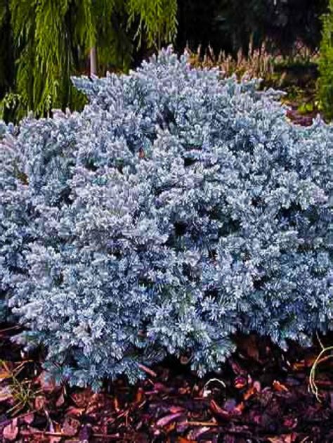 Buy Juniper Wichita Blue Trees Online The Tree Center™