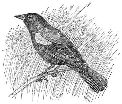 red winged blackbird coloring page coloring pages pinterest
