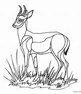 Antilope Toupty Antilopes Fonctionnent Dessus Boutons Navigateur sketch template