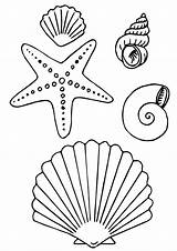 Muschel Ausmalbilder Marinos Conchas Dibujar Malvorlagen Starfish Marino Seashell Animalitos sketch template