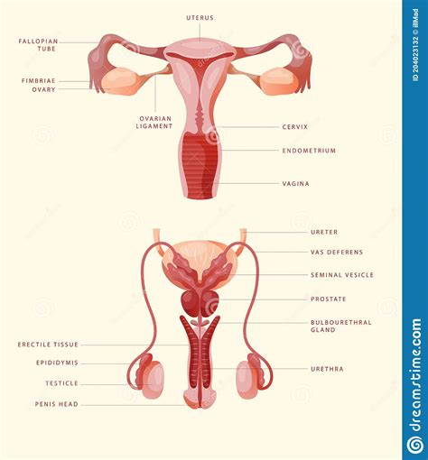 Male And Female Sexual Organs Stock Illustration Illustration Of