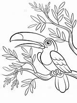 Toucan Rainforest Tukan Ausmalbilder sketch template