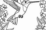 Hummingbird Coloring Pages Adults Getcolorings Getdrawings sketch template
