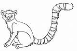 Rainforest Lemur Drawing Tailed Clipart Endangered Ring Lemurs Drawings Coloringbay Library Coloringhome sketch template
