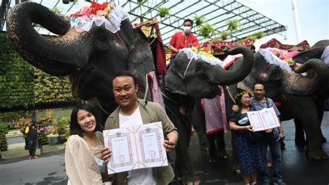 valentine s day couples in thailand tie the knot on elephants see