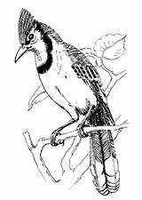 Geai Ghiandaia Oiseau Vogel Blauwe Uccello Gaai Azzurra Pdf Getdrawings Kleurplaten sketch template