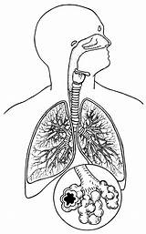Respiratory Drawing System Getdrawings sketch template