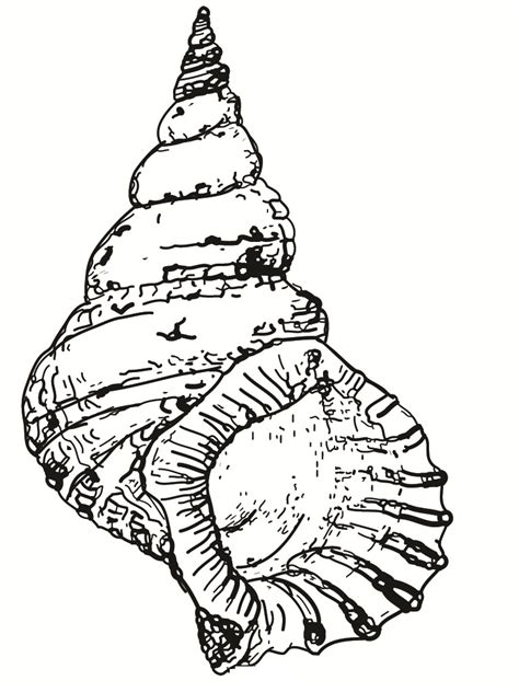 printable seashell coloring pages  kids