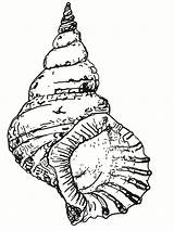 Coloring Seashell Shell Pages Drawing Conch Sea Printable Kids Snail Draw Seashells Clipart Beach Line Shells Cliparts Drawings Sheets Book sketch template