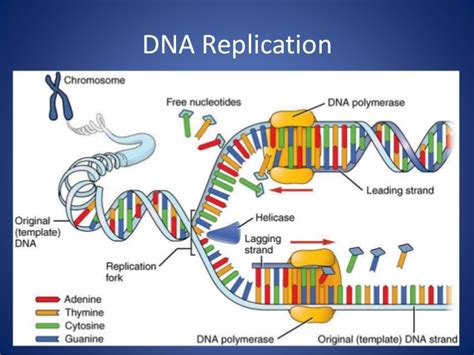 Is The Dna Replicated After Meiosis Ppt Remember Homologous