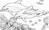 Dolphin Corals sketch template