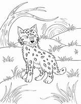 Bobcat Mammals Bobcats Museprintables sketch template