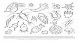Plankton sketch template