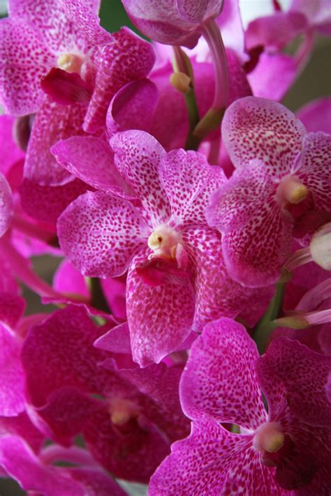 118 best images about orchid vanda ascocenda on pinterest
