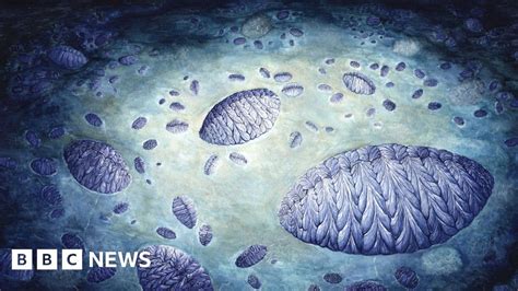 sex life of ancient fractofusus organism revealed bbc news