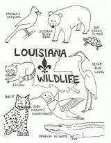 Coloring Pages Wildlife Louisiana Swamp State Color Animals Kids Bird Printable Cajun Flag Preschool Lesson Print Worksheets Small Map Plans sketch template