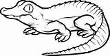 Alligator Outline Drawing Crocodile Saltwater Coloring Getdrawings sketch template