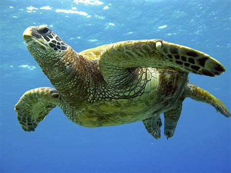 Green Sea Turtle Honokahau Kona Hawaii Flickr Photo Sharing
