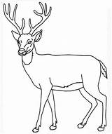 Deer Drawing Mule Step Clipartmag sketch template
