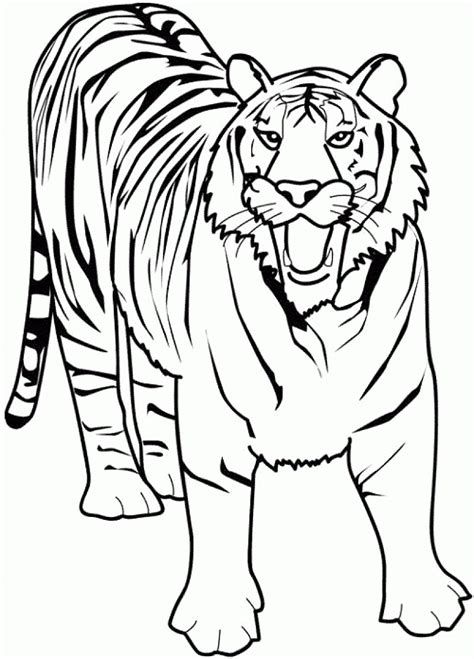tiger printable coloring pages coloring home