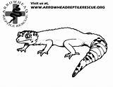 Gecko Lizard Getdrawings Geckos sketch template