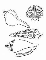Coloring Pages Shells Sea Seashell Conch Seashells Color Printable Drawing Shell Beach Kids Getcolorings Print Getdrawings Library Clipart Popular Ocean sketch template