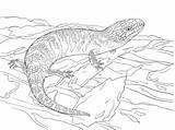 Frilled Tongued Tongue Skink Lizards Reptiles sketch template