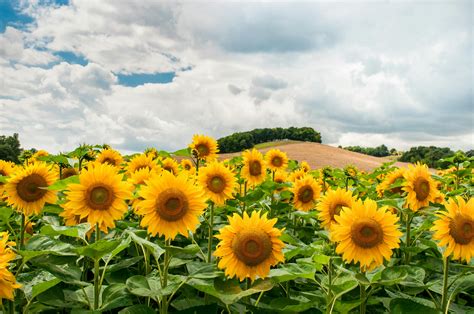 sunflower field  day  stock photo