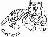 Tiger Drawing Line Tigers Getdrawings Coloring Pages sketch template