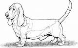 Hound Basset Dogs Bassett Coonhound Ausmalbild Difficult Coloringhome Weiner Supercoloring Whippet Dachsunds Breeds Insertion Russel Hunde Retriever sketch template