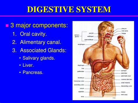 Ppt Digestive System Powerpoint Presentation Free Download Id 6015619