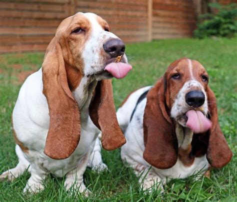 basset hound breed information guide facts  pictures bark