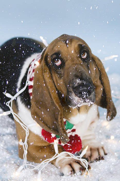 basset hound christmas images basset hound bassett hound hound dog