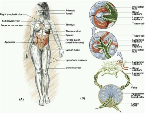 images  lymphatic system  pinterest